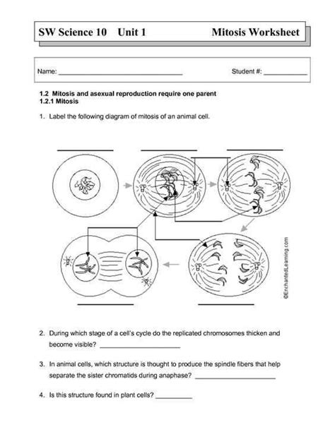 Sw Science 10 Mitosis Worksheet Answers Reader