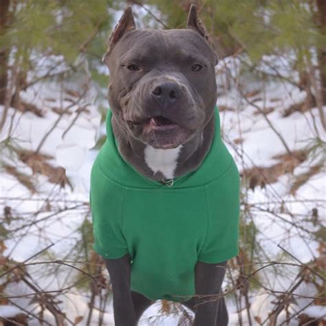 Sweatshirts for Pitbulls: The Ultimate Guide to Providing Warmth and Comfort