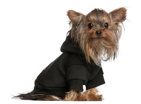 Sweatshirts for Puppies: The Ultimate Comfort and Protection