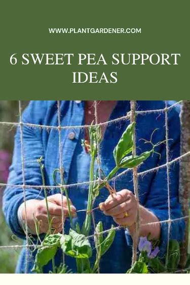 Sweet Pea Suckerpunch: A Comprehensive Guide to Maximizing Your Pea Potential