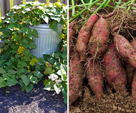 Sweet Petitetoes: A Comprehensive Guide to Growing and Enjoying These Mini Sweet Potatoes