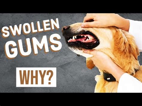 Swelling on Dog's Gum: A Comprehensive Guide