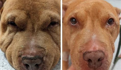 Swelling on Dogs Face: Uncovering 33 Common Causes