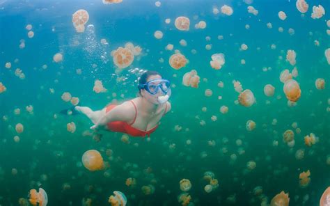 Swimming in Palau: A Refreshing Sanctuary