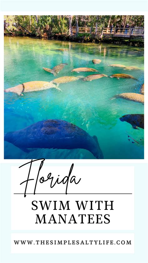 Swimming with Manatees in Florida: An Unforgettable Experience