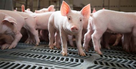 Swineub: Unlock Endless Possibilities in Swine Production