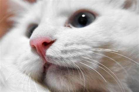 Swollen Bottom Lip Cat: Causes, Symptoms, and Treatment