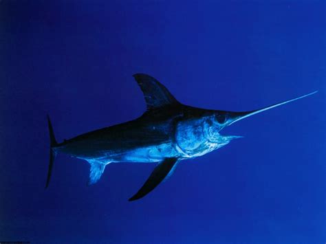 Swordfish: