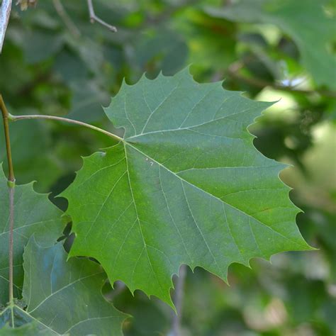 Sycamore Reader