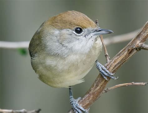 Sylvia: The Inimitable Warbler of Europe and Asia