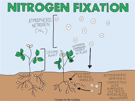 Symbiotic Nitrogen Fixation in Plants Epub