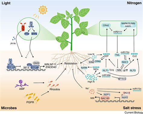 Symbiotic Nitrogen Fixation in Plants Epub