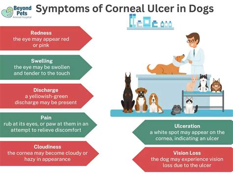 Symptoms of Corneal Ulcers in Dogs