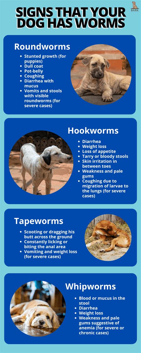 Symptoms of Dog Worms