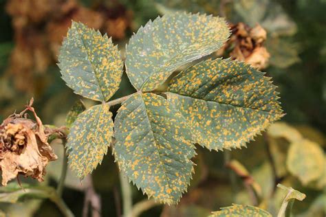 Symptoms of Fertilizer Rust