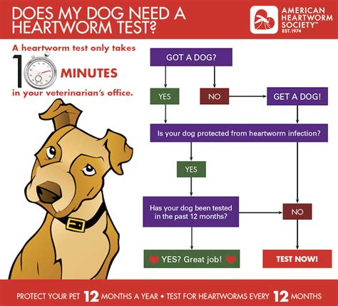 Symptoms of Heartworm Disease