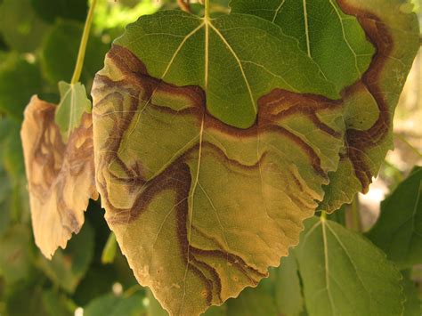 Symptoms of Leaf Burn