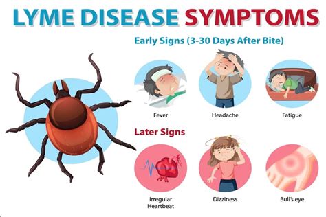 Symptoms of Lyme Disease: