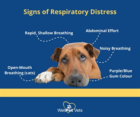 Symptoms of Respiratory Distress in Dogs