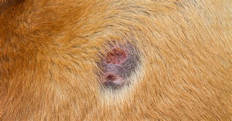 Symptoms of Skin Infections in Dogs