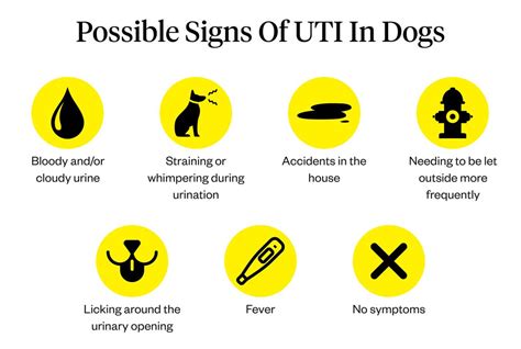 Symptoms of UTIs in Dogs