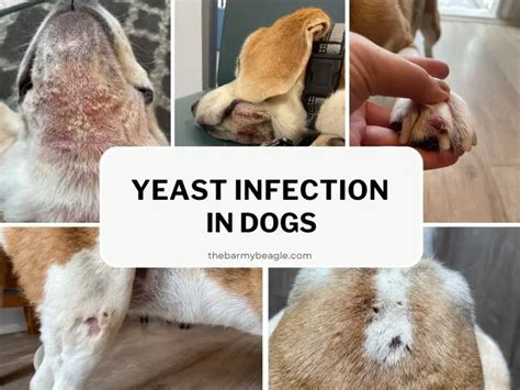 Symptoms of Yeast Infections in Dogs