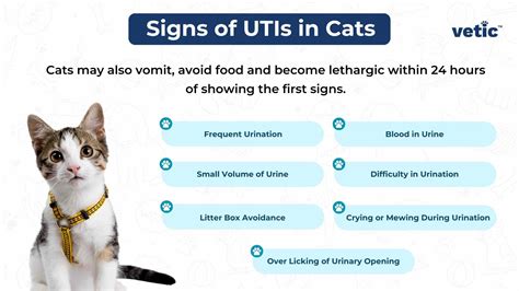 Symptoms of a UTI in Cats