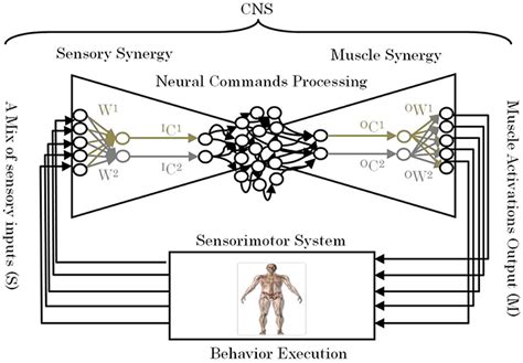 Synsationn: A Guide to Sensory Synergy for Enhanced Health and Well-being