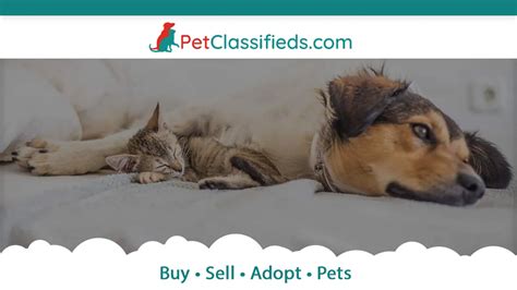 Syracuse Pet Classifieds: Your Comprehensive Guide to Finding the Perfect Animal Companion