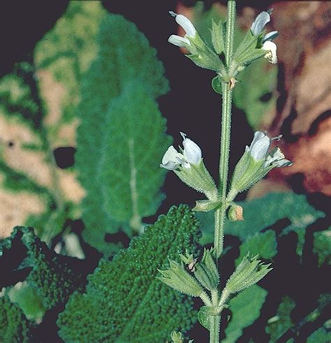 Syrian Sage