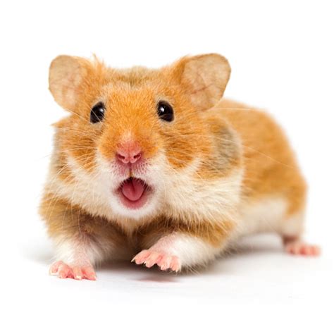 Syrian hamsters (golden hamsters):