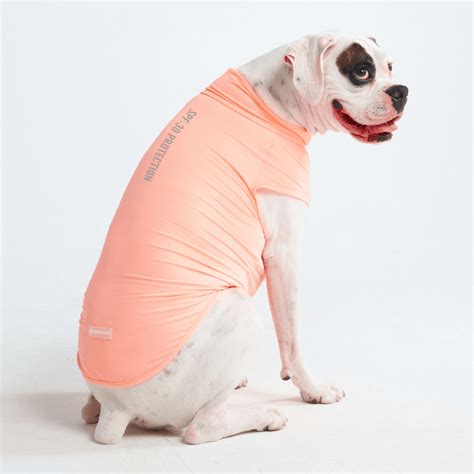 T-Shirts for Dogs: Comfort, Style, and Protection