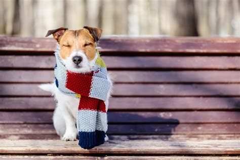 T-shirts can help to keep your dog warm in the winter and cool in the summer.