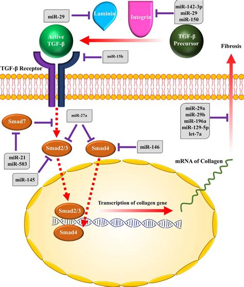 TGF-β Pathway: A Critical Regulator of Fibrosis, Cancer, and Immune Response