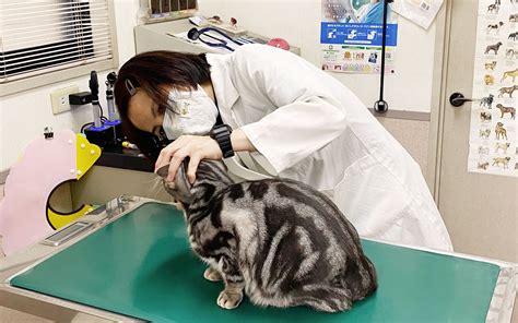 TNR動物病院で猫の避妊・去勢手術を受ける際に知っておきたいこと