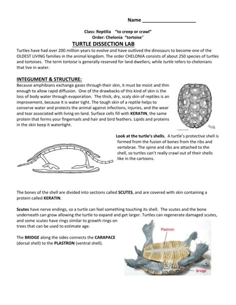 TURTLE DISSECTION LAB Ebook Kindle Editon