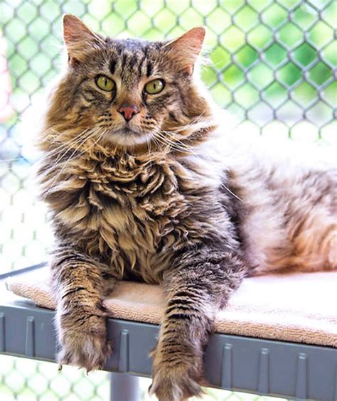 Tabby's Place: A Sanctuary for 7,000+ Cats in New Jersey