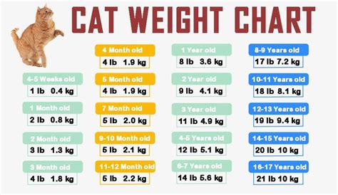 Tabby Cat Weight Chart By Age