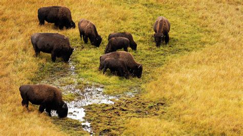 Table 1: Adele von Rust McCormack Bull's Contributions to Bison Conservation