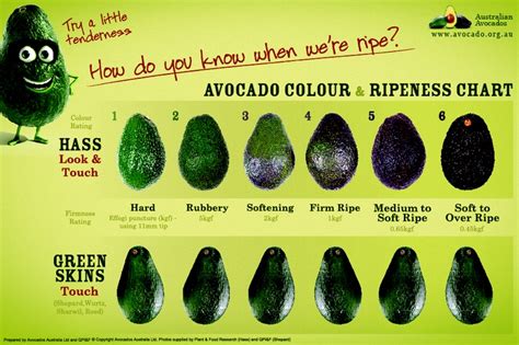 Table 1: Avocado Ripeness Indicator Chart