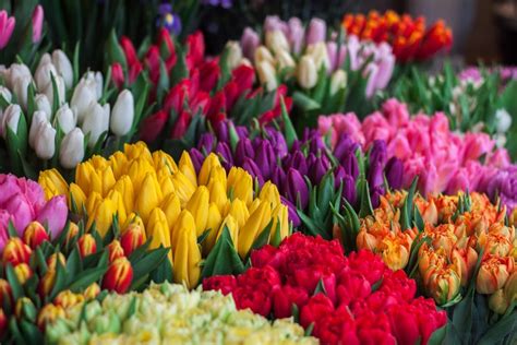Table 1: Best Flowers for Different Occasions