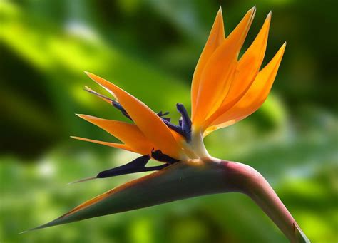 Table 1: Bird of Paradise Flower Cultivation