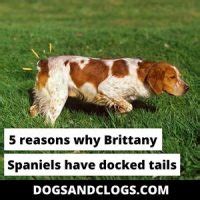 Table 1: Brittany Spaniel Surrender Reasons