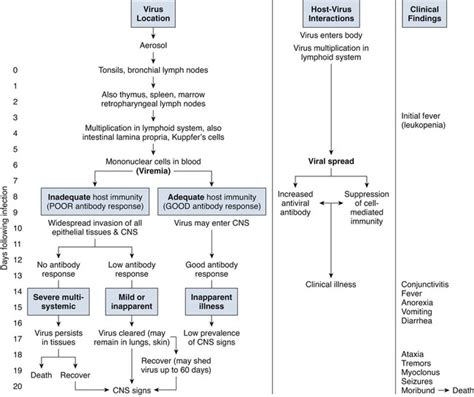 Table 1: Canine Distemper Virus Transmission Pathways