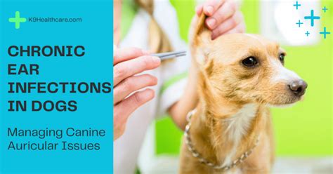 Table 1: Causes of Chronic Ear Infections in Dogs