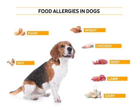 Table 1: Common Allergens in Dogs