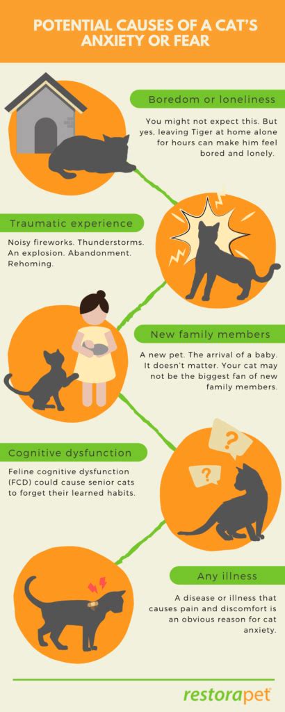 Table 1: Common Causes of Cat Anxiety and Stress