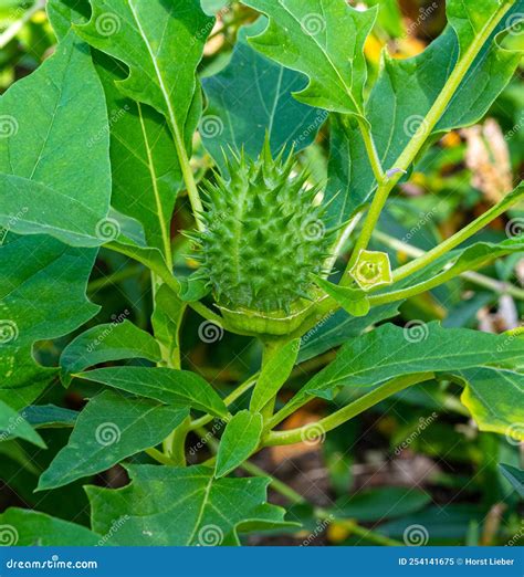 Table 1: Common Datura Species