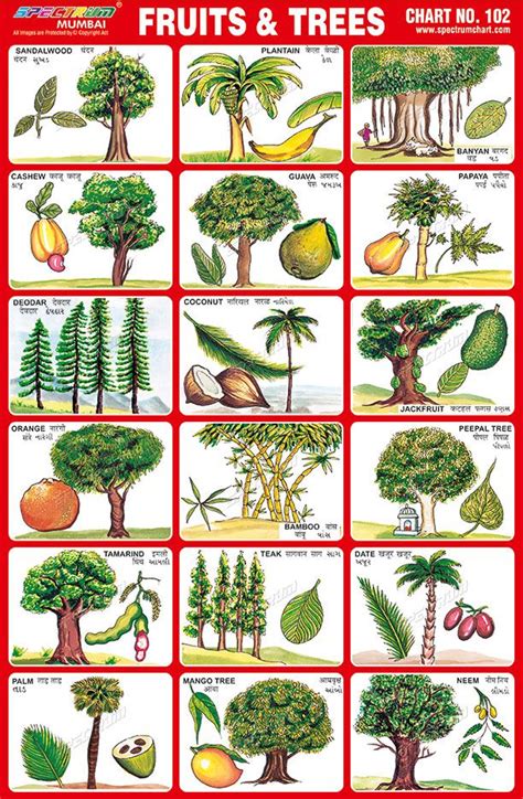 Table 1: Common Fruit Tree Species