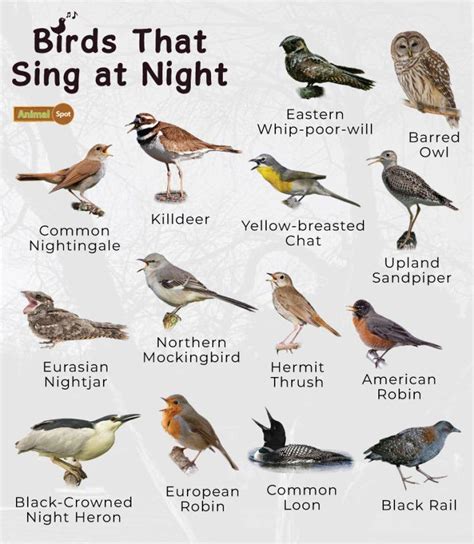 Table 1: Common Nocturnal Birds